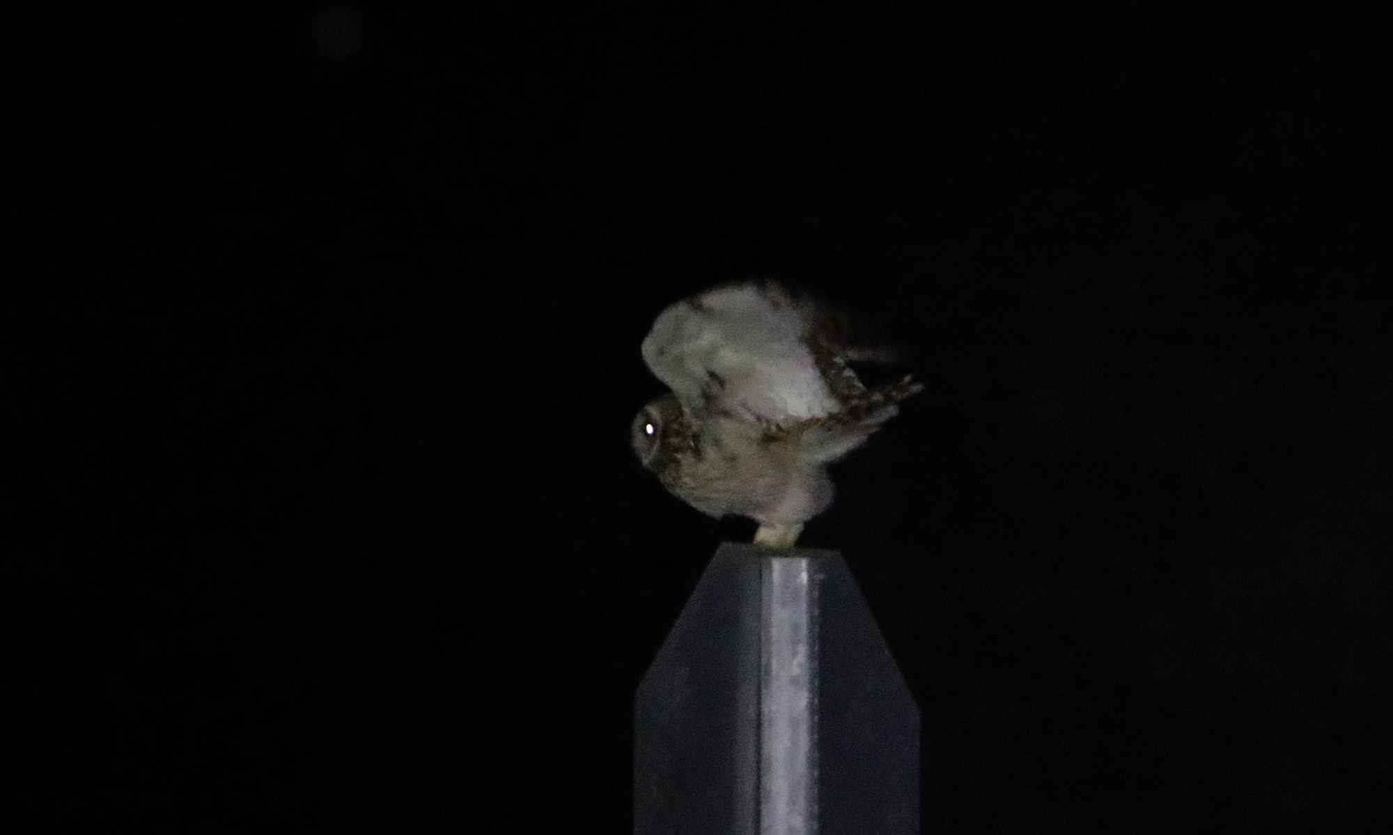 Short-eared Owl